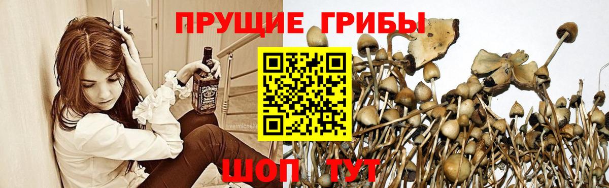 Липецк  Псилоцибиновые грибы GOLDEN TEACHER  Вход с VPN 
